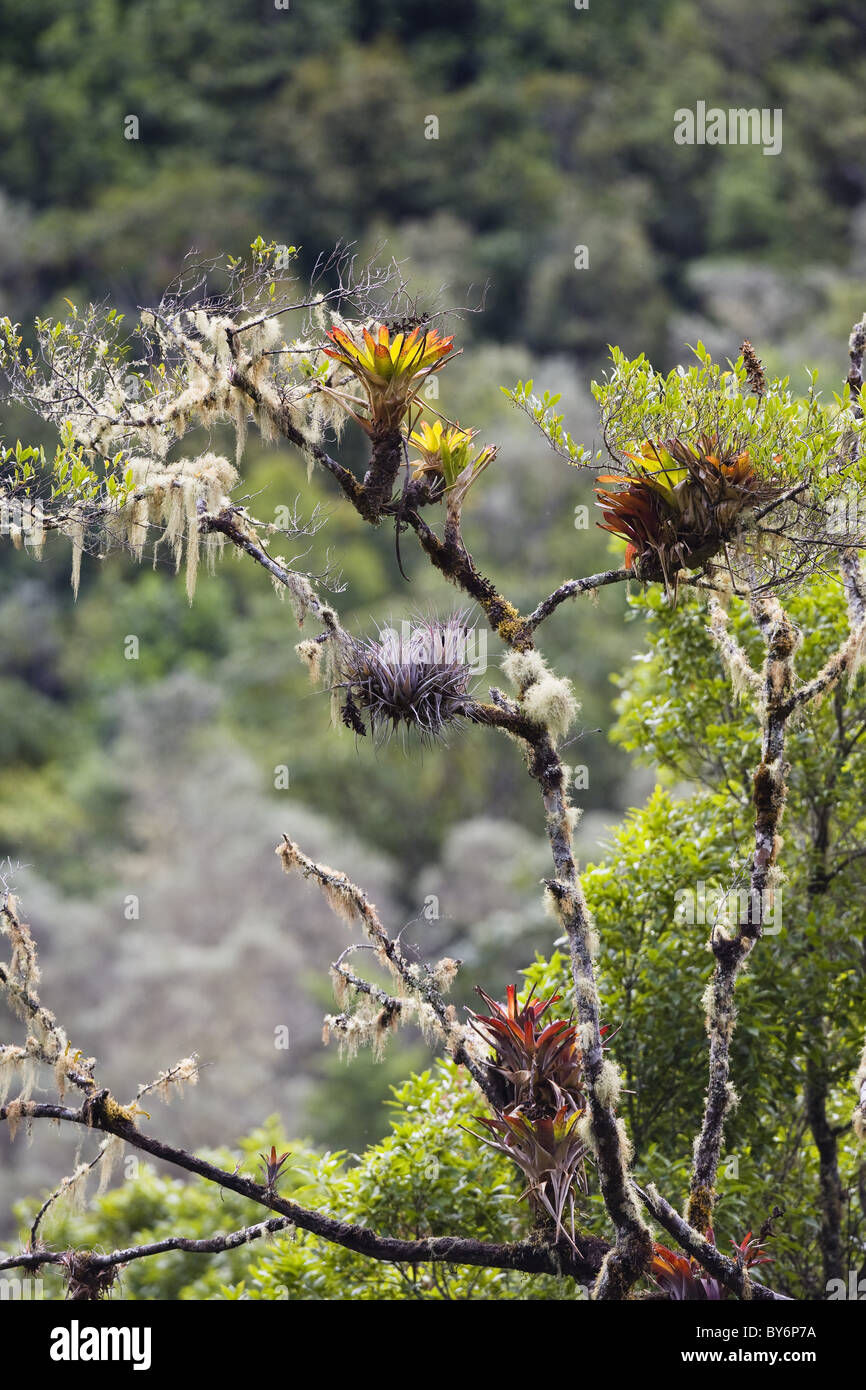 Bromeliads in the mountainous rainforest of Cerro de la muerte, Costa Rica Stock Photo