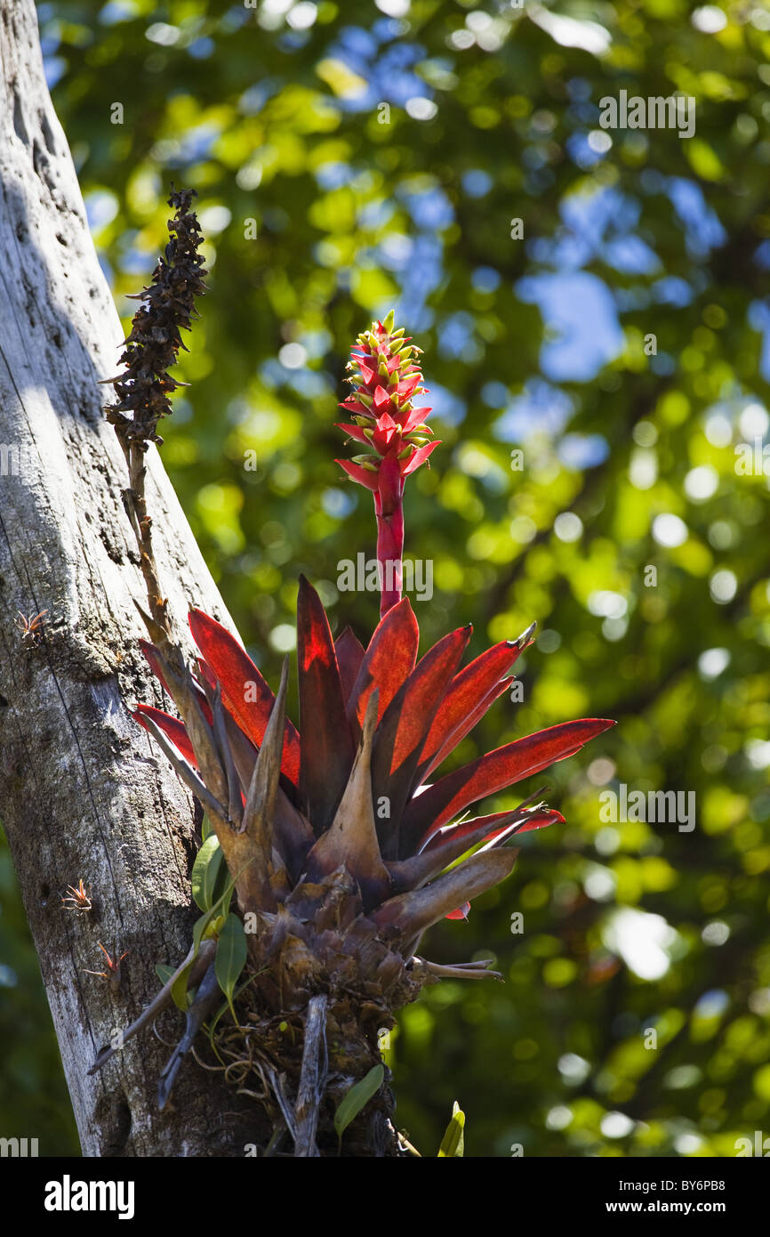 Bromeliad, epiphyte in the rainforest at poas Volcano, Costa Rica Stock Photo