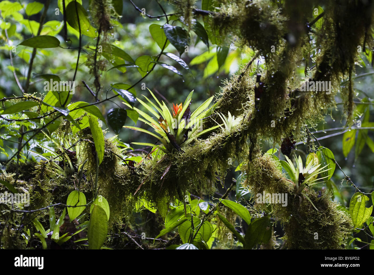 Epiphytes in lowland rainforest, Braulio Carrillo National Park, Costa Rica, Central America Stock Photo