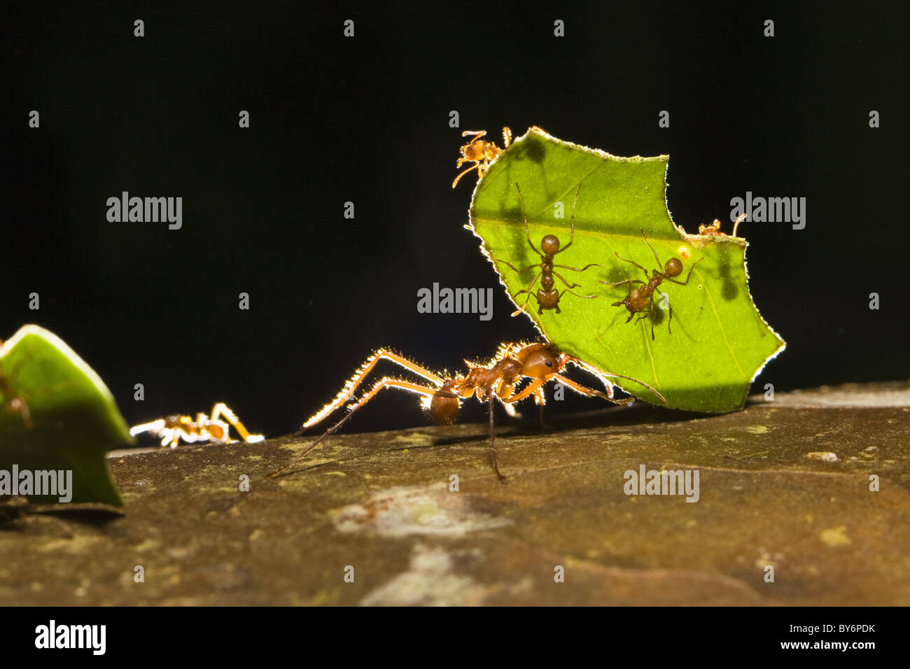 Leafcutter ants carrying pieces of leaves, Atta cephalotes, rainforest, Costa Rica Stock Photo