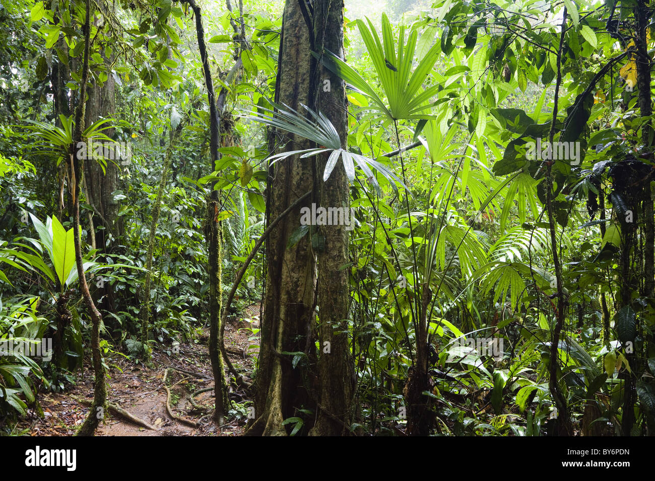 Trail in lowland rainforest of La Selva Biological Station, Braulio Carrillo National Park, Costa Rica, Central America Stock Photo