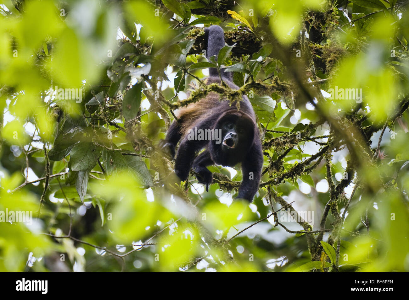 Mantled howler monkey howling, Alouatta palliata, Braulio Carillio Nationalpark, Costa Rica Stock Photo
