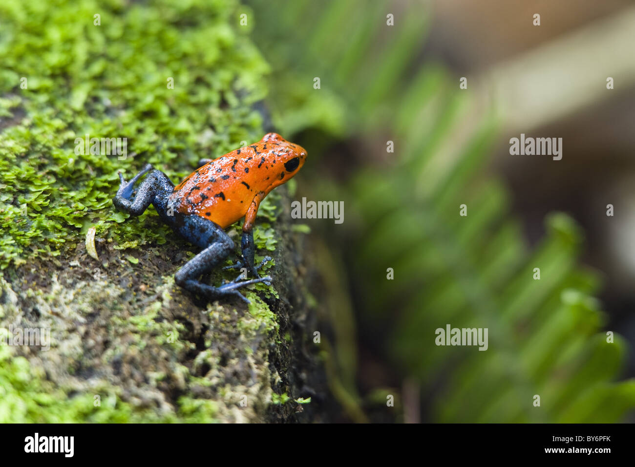 Strawberry Poison Dart Frog, Dendrobates pumilio, rainforest, Costa Rica Stock Photo