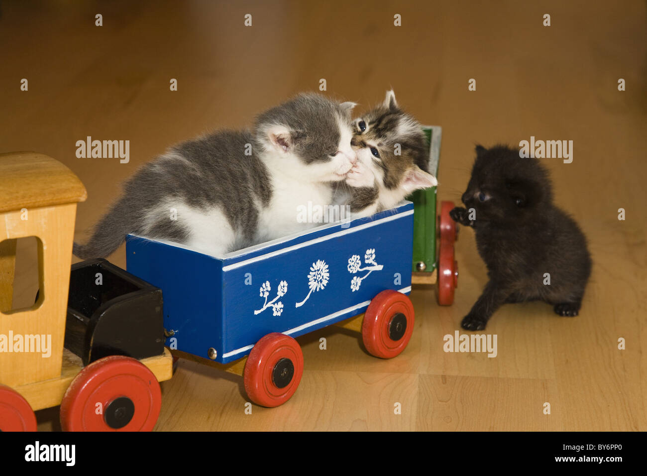 Young cats playing with a wooden train, Germany Stock Photo Alamy