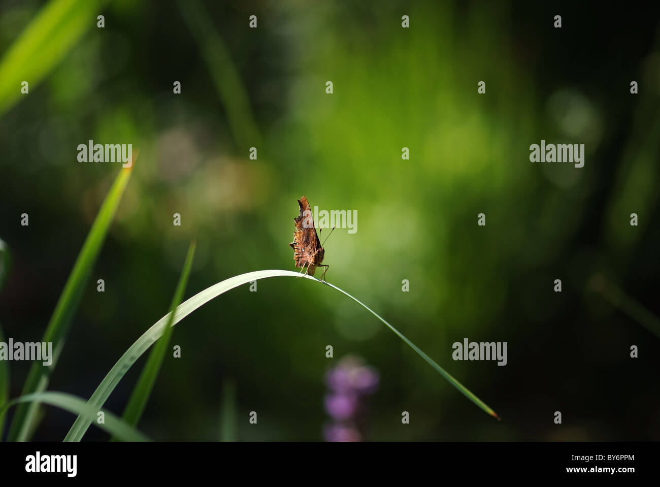 Butterfly on a leaf with a nice blurry background Stock Photo