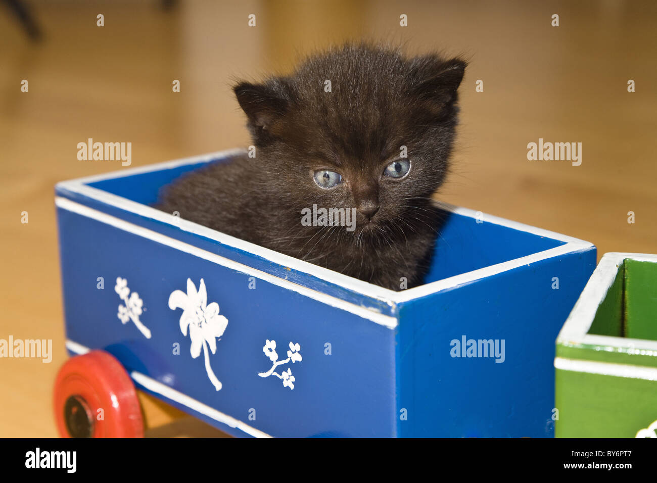 Young domestic cat, kitten sitting in a toy train, Germany Stock Photo
