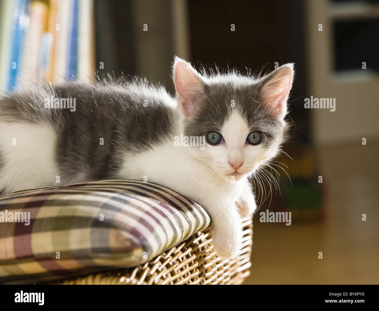 young domestic cat, kitten laying on a chair in the living room, Germany Stock Photo