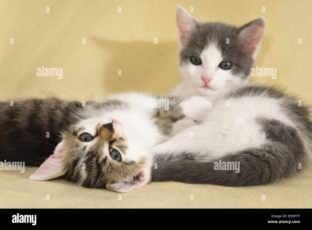 Young domestic cats, kittens, Germany Stock Photo Alamy