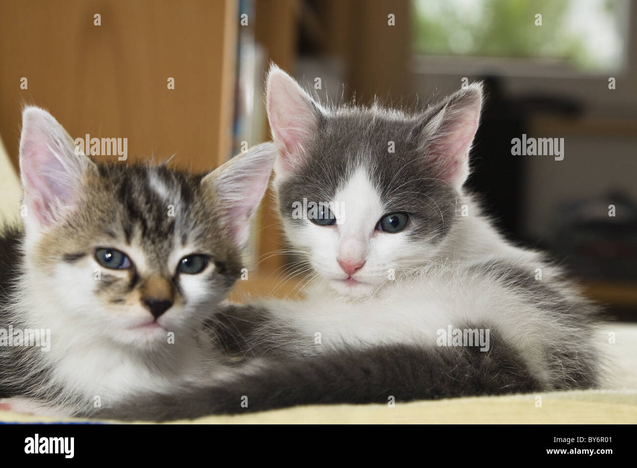 Young domestic cats, kittens Germany Stock Photo Alamy