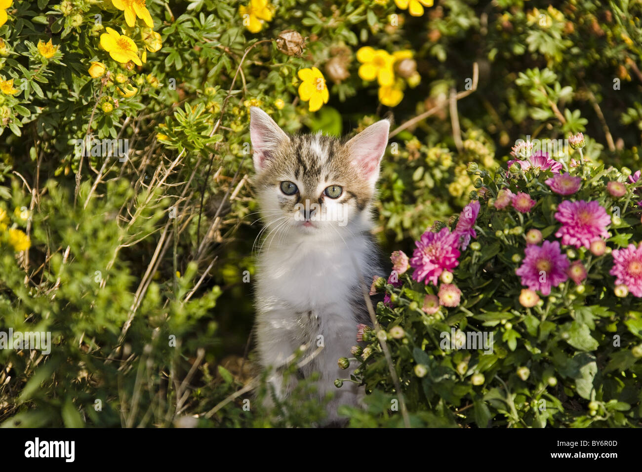 Young domestic cat, kitten exploring the garden, Germany Stock Photo