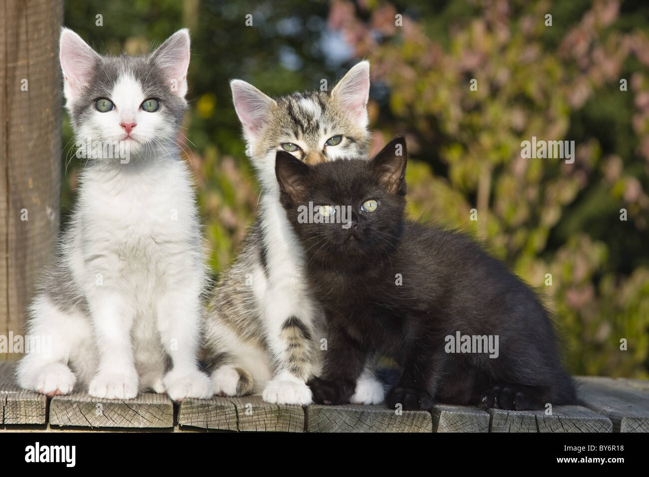 Three young kittens, domestic cats, Germany Stock Photo Alamy