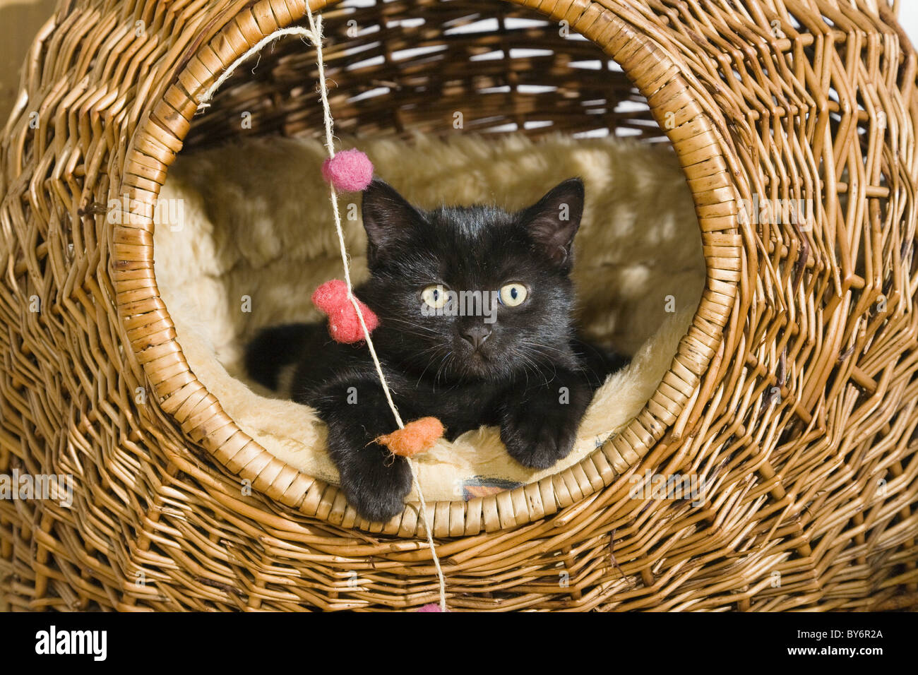 cat baskets pets at home