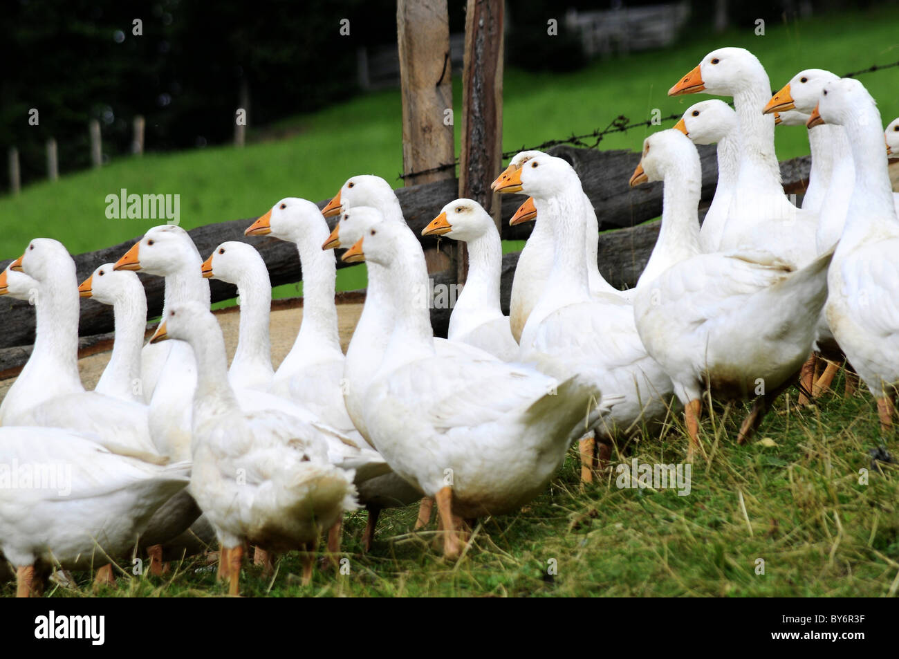 A gaggle of Geese in Tyrol, Austria Stock Photo Alamy