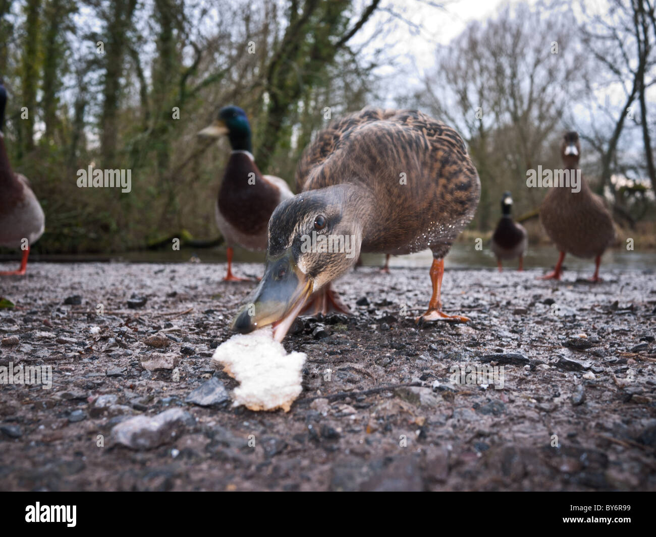 Duck bill closeup hires stock photography and images Alamy