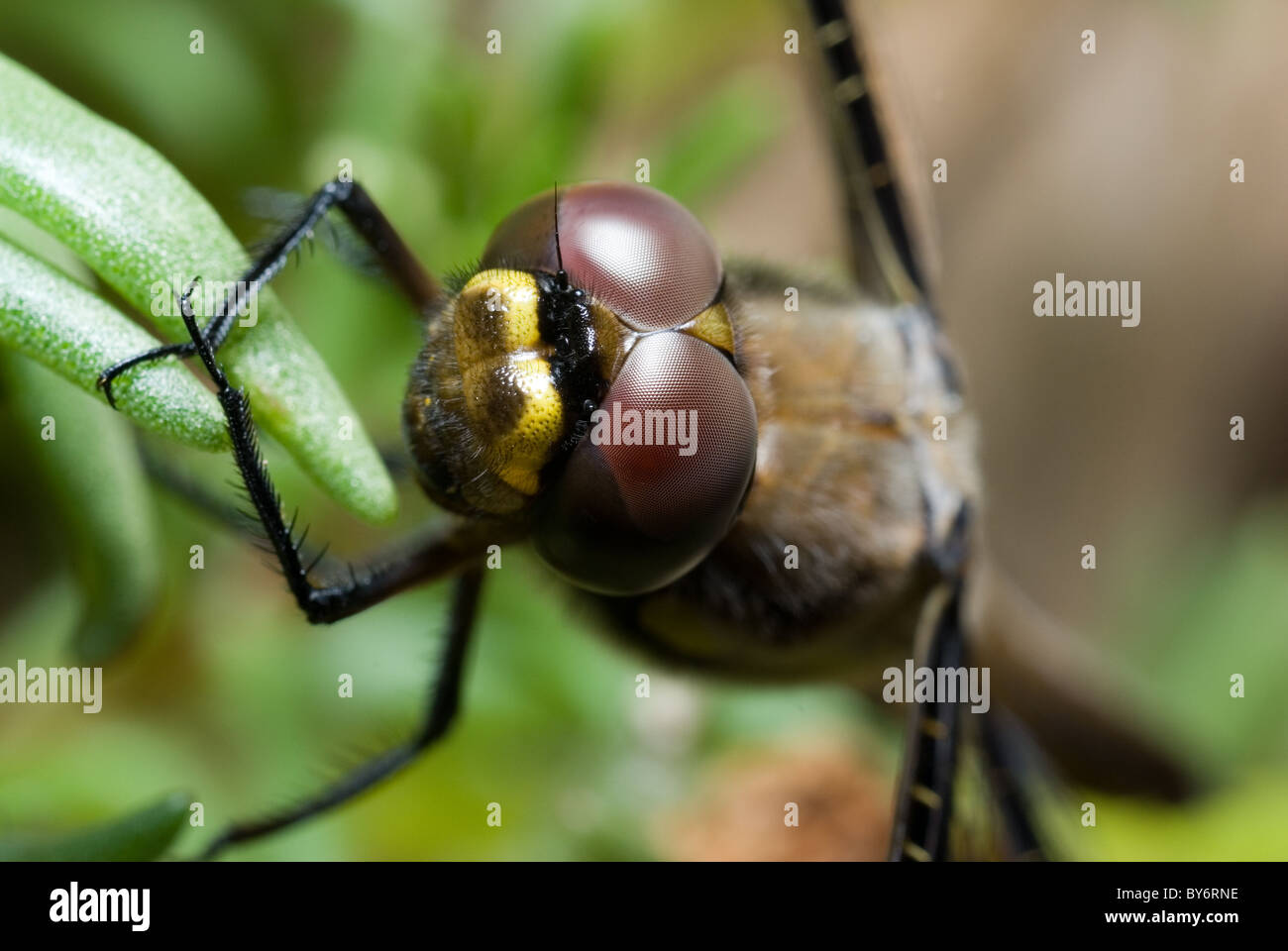Dragonfly