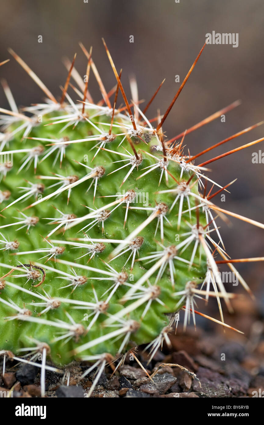 Close up of a Prickly Pear Cactus, Badlands, Drumheller, Alberta, Canada. Stock Photo
