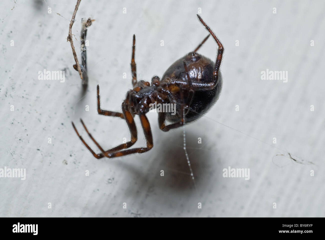 Brown Recluse Spider Loxosceles reclusa Violin Spider Family