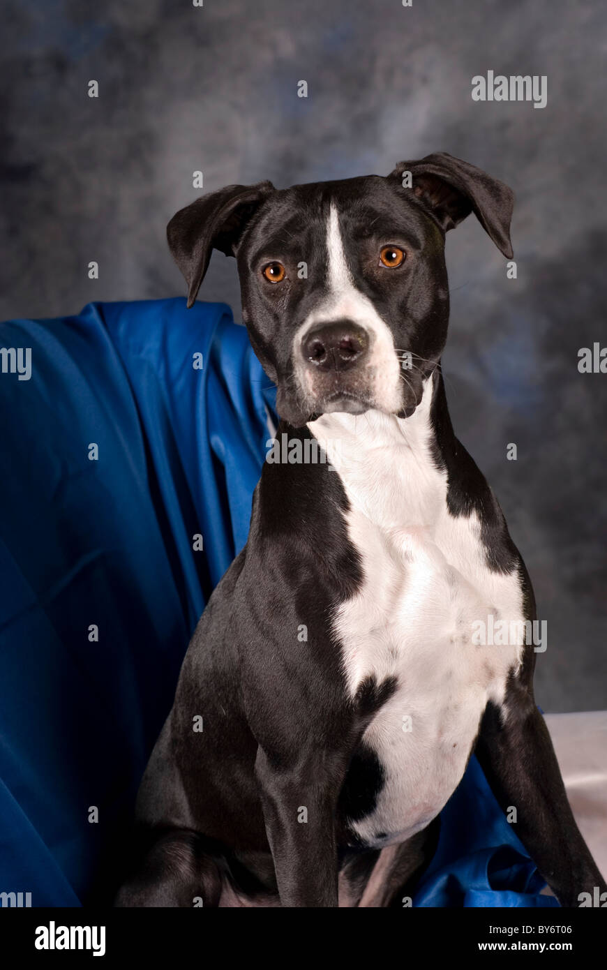 A vertical portrait of a 10 month old black and white pit bull terrier against a blue background. Stock Photo