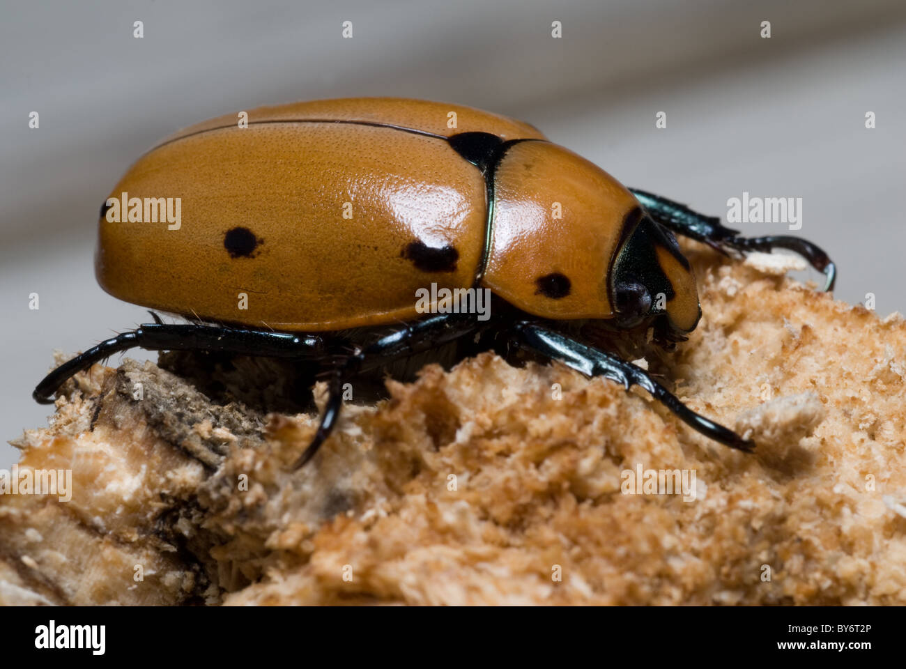 Grapevine Beetle Pelidnota punctata Stock Photo Alamy