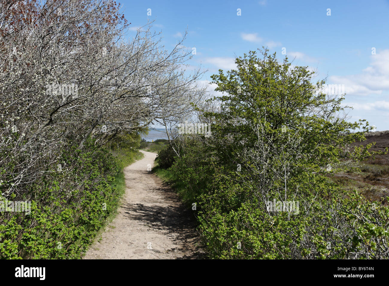 Nature Reserve Braderup Heath, Wenningstedt-Braderup, Sylt, Schleswig-Holstein, Germany Stock Photo