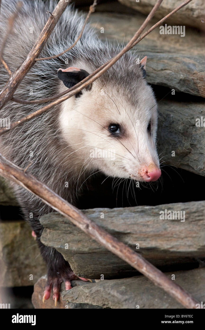 opossum, Didelphis virginiana, marsupial, North America, USA Stock Photo