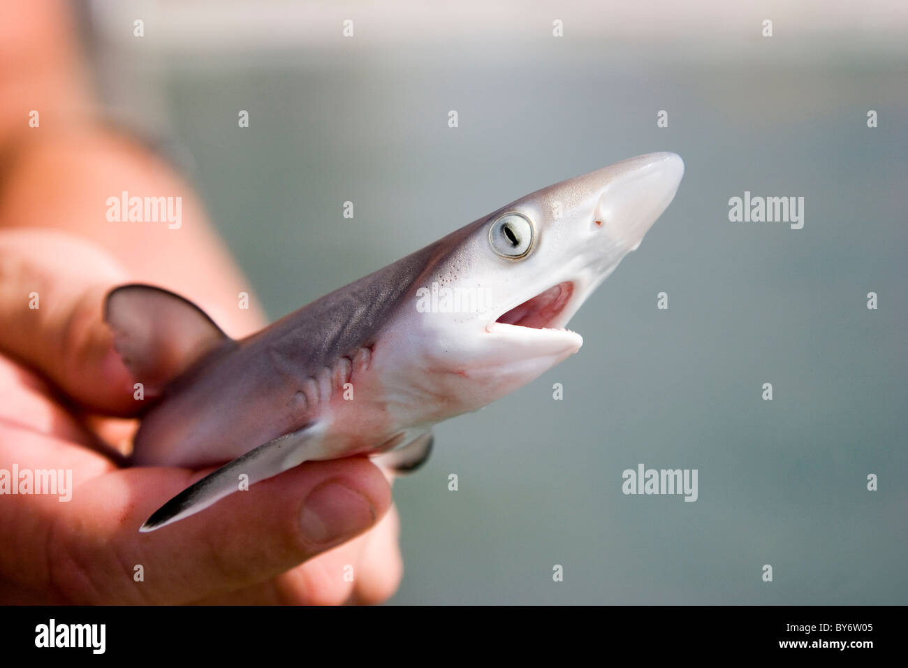 Small shark hi-res stock photography and images - Alamy