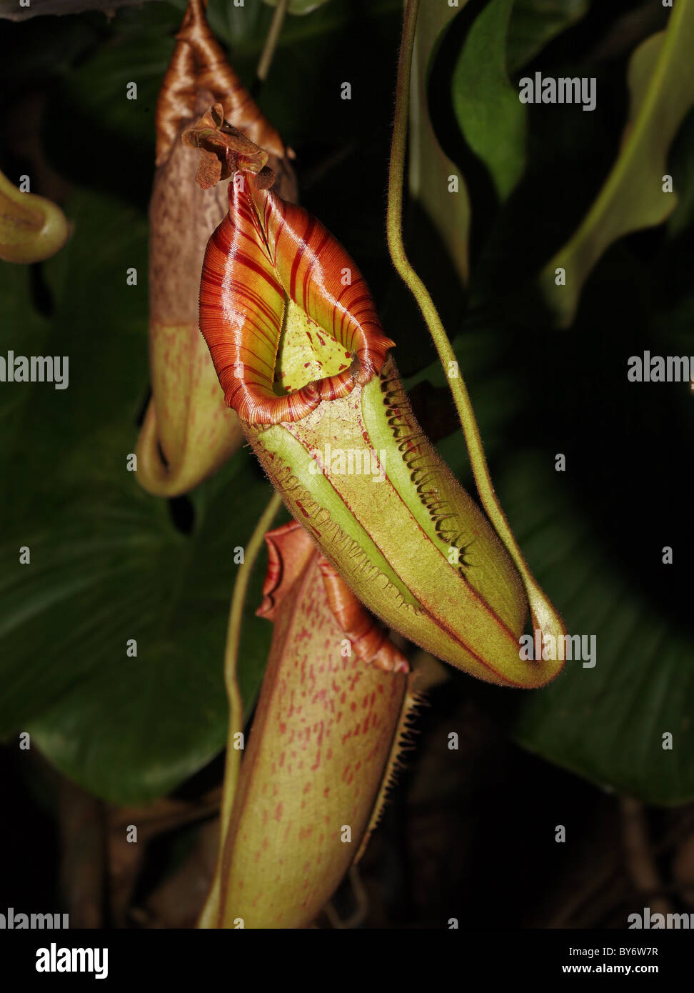 Nepenthes Tropical Pitcher Plant or Monkey Cups traps insects in cups