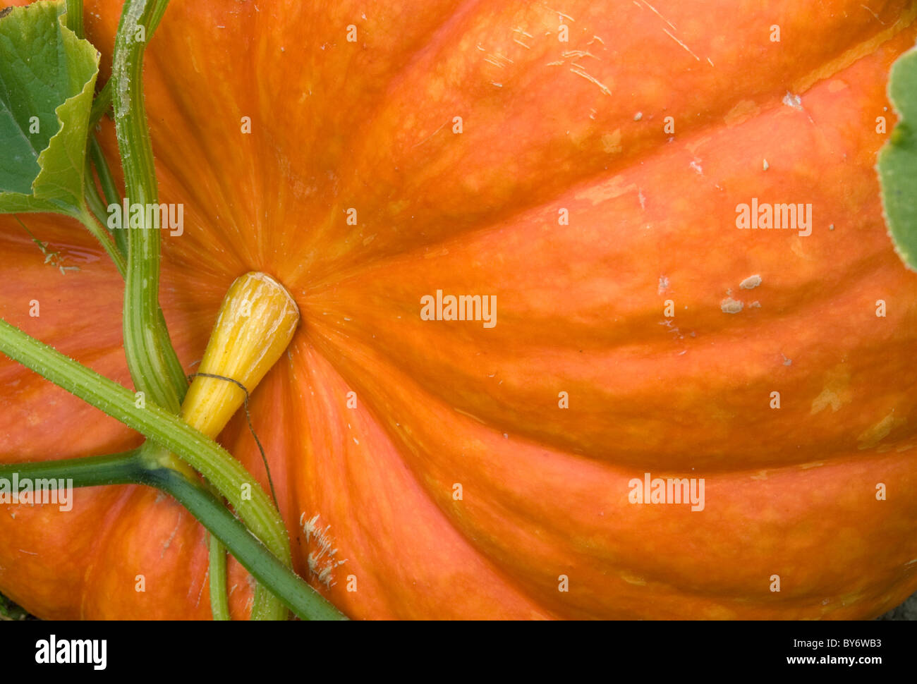 Pumpkin Plants High Resolution Stock Photography and Images - Alamy