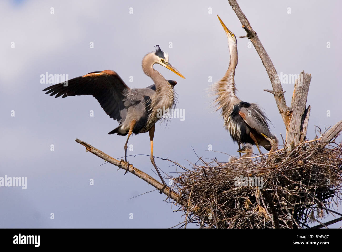 Pair of great blue herons on nest with chicks Stock Photo Alamy