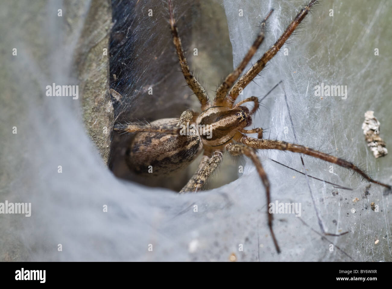 Spider Funnel Web Weaver (Agelenidae) 1/16-3/4 (1-20mm Stock Photo - Alamy