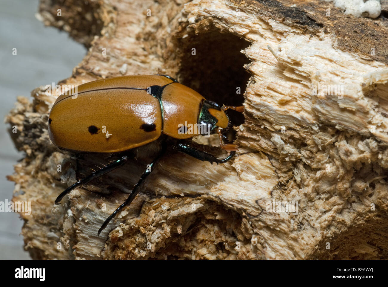 Spotted Grapevine Beetle (Pelidnota punctata) 1827mm Stock Photo Alamy