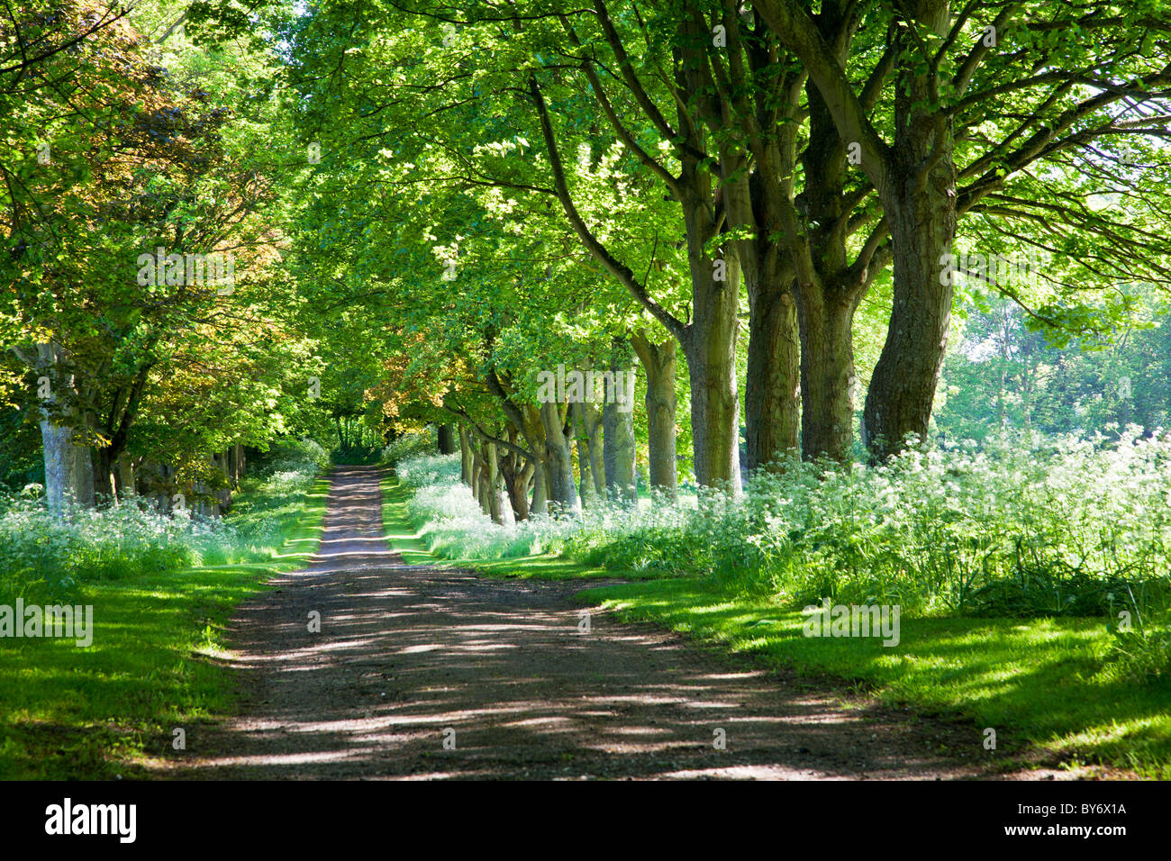 A country lane bordered by beech trees and cow parsley in the verge with dappled sunlight falling through the summer leaves. Stock Photo