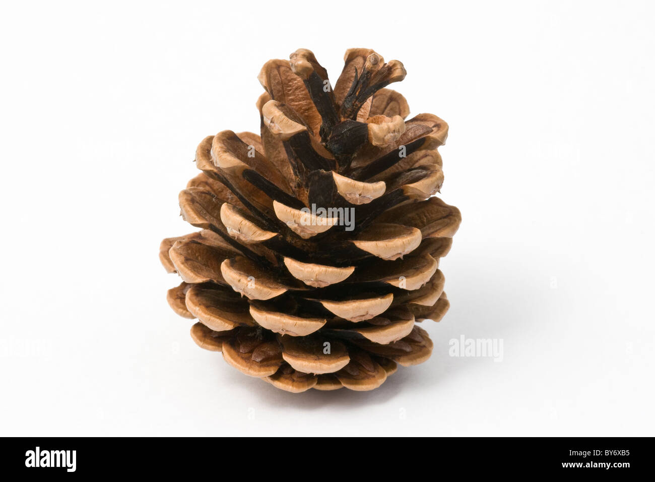 Pine cone on a white background. The cones are from a Scots Pine tree. Stock Photo
