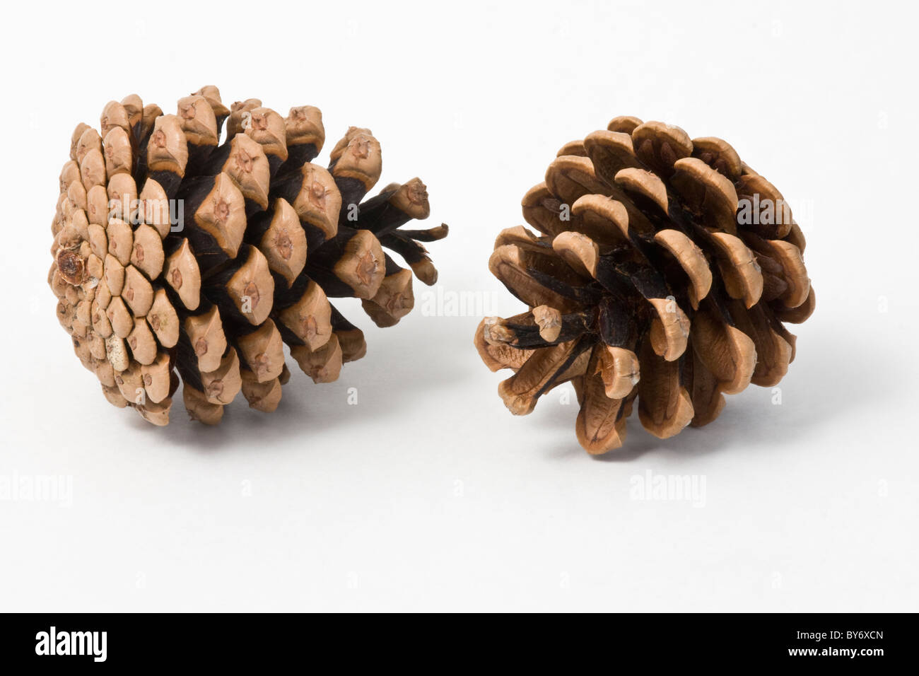 Pine cone on a white background. The cones are from a Scots Pine tree. Stock Photo