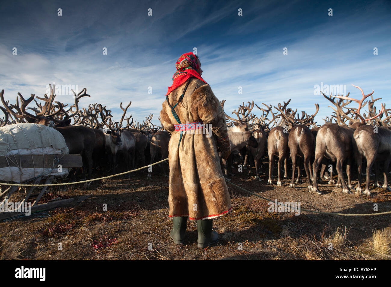 The Nenet tribe of the Yamal Peninsula Russia are reindeer herders. Gas ...
