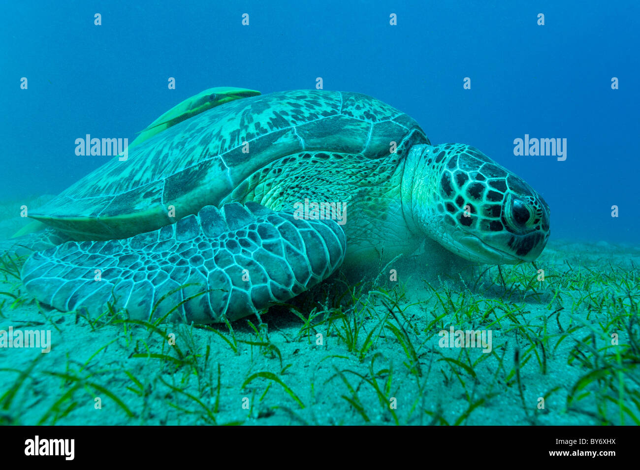 Green Turtle, Chelonia mydas, Green Sea Turtle, Suppenschildkröte, Abu Dabab, Egypt, feeding on sea grass with remora attached Stock Photo