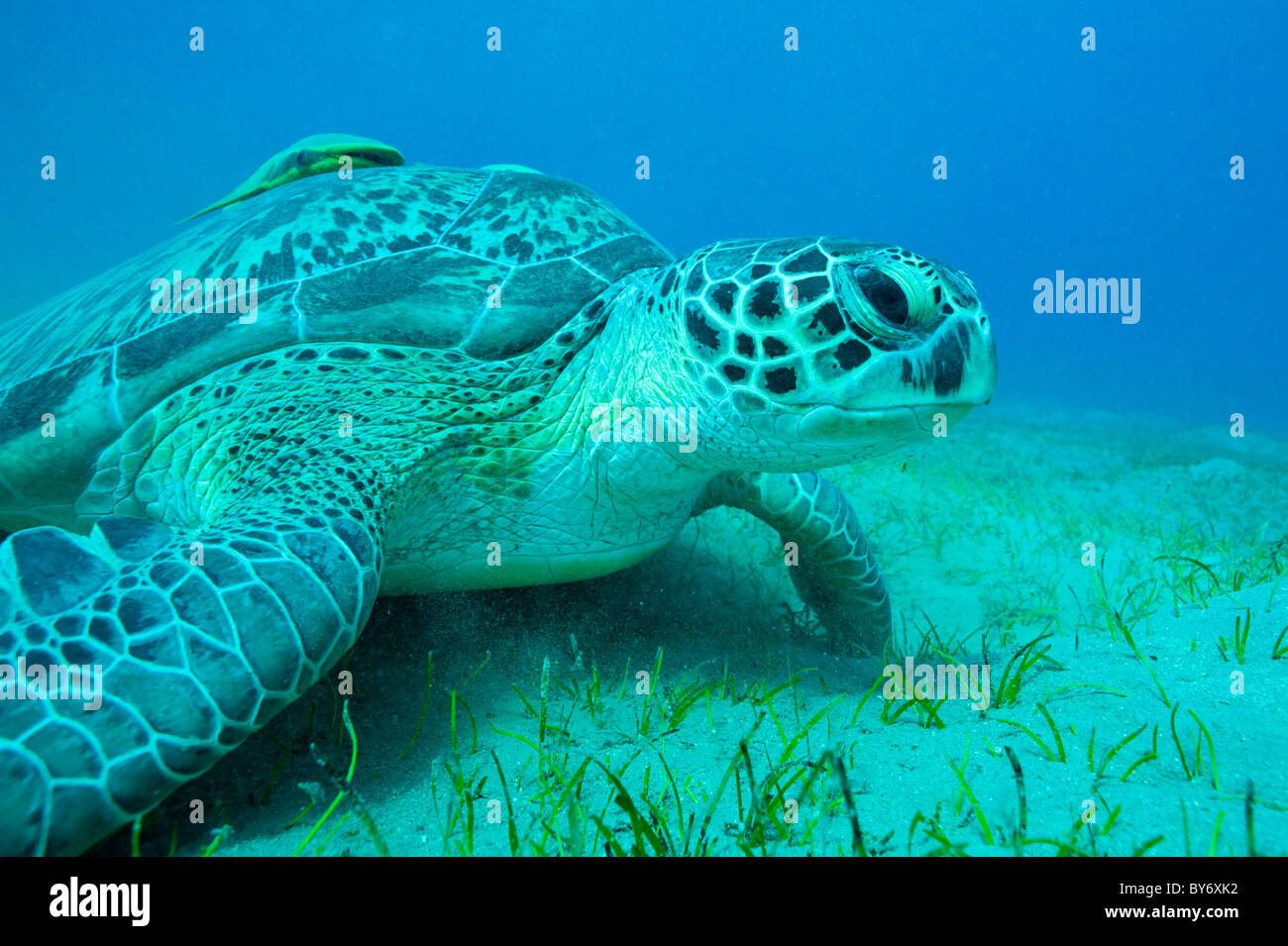 Green Turtle, Chelonia mydas, Green Sea Turtle, Suppenschildkröte, Abu Dabab, Egypt, remora attached Stock Photo