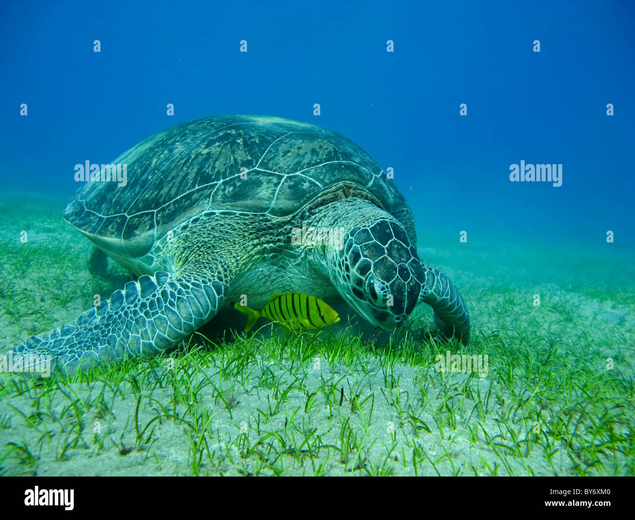 Green Turtle, Chelonia mydas, Green Sea Turtle, Suppenschildkröte, Abu Dabab, Egypt feeding from sea grass with a little fish Stock Photo