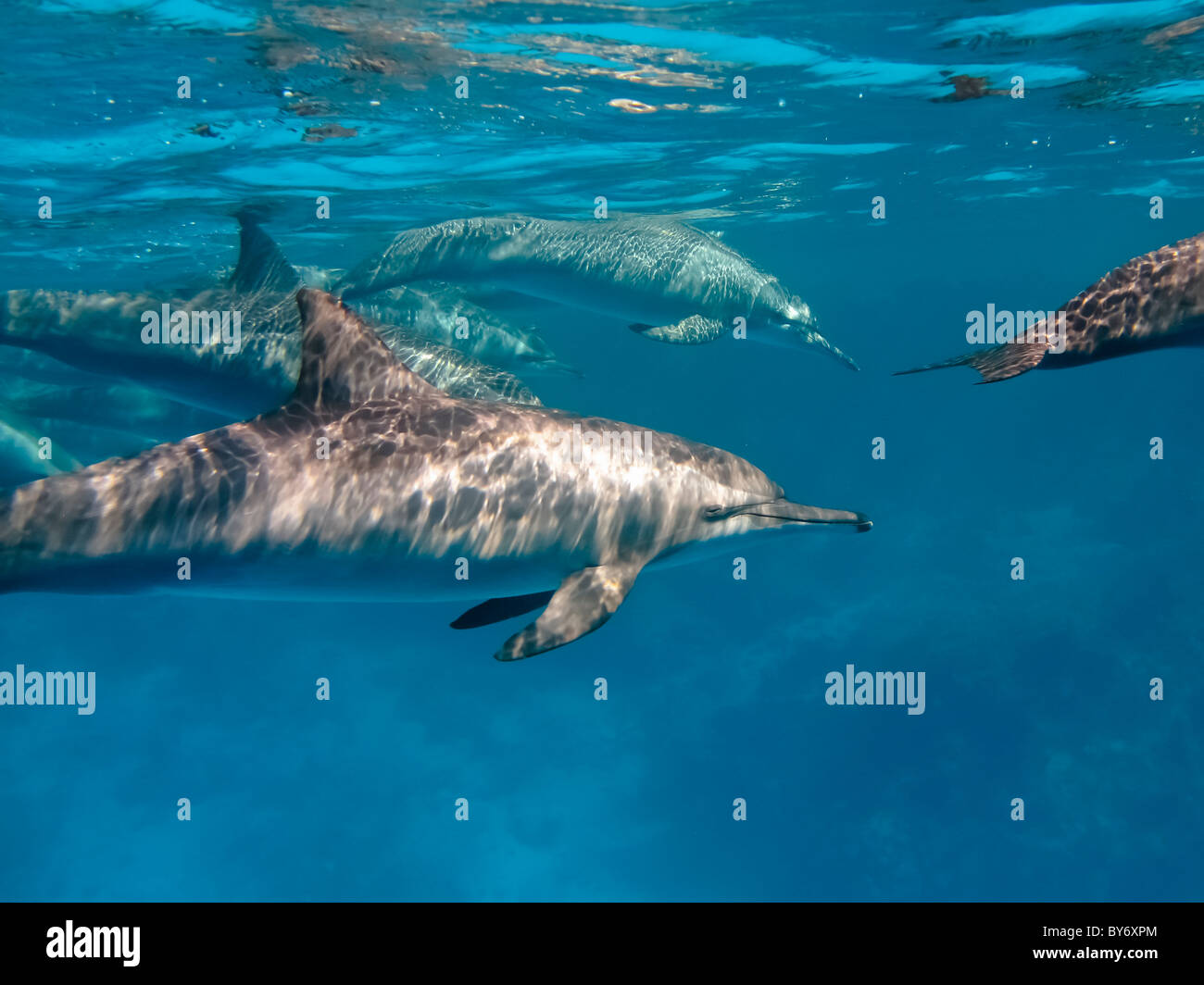 Spinner Dolphins, Stenella longirostris, Spinnerdelfine, milling at Shaab Marsa Alam, Egypt, underwater group Stock Photo