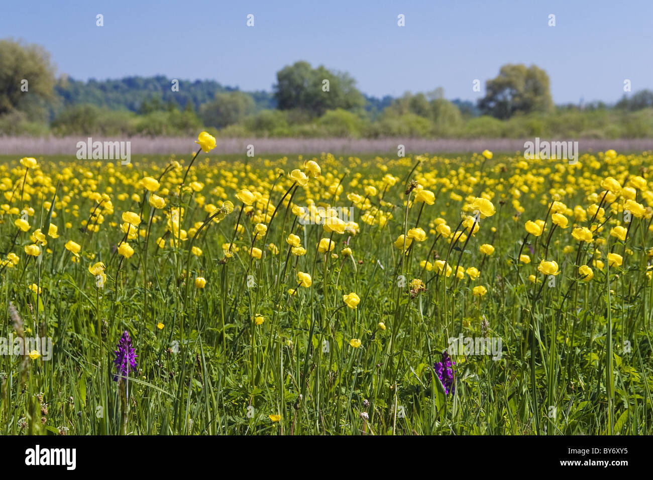 flowering meadow with Globe-flowers, Trollius europaeus, Upper Bavaria, Germany Stock Photo