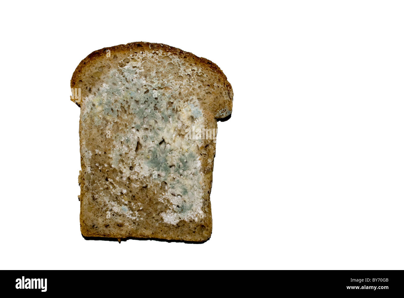Кусочек хлеба с плесенью. Плесень мукор на хлебе. Черная плесень на хлебе. Плесневелый кусок хлеба. Белая плесень на хлебе.