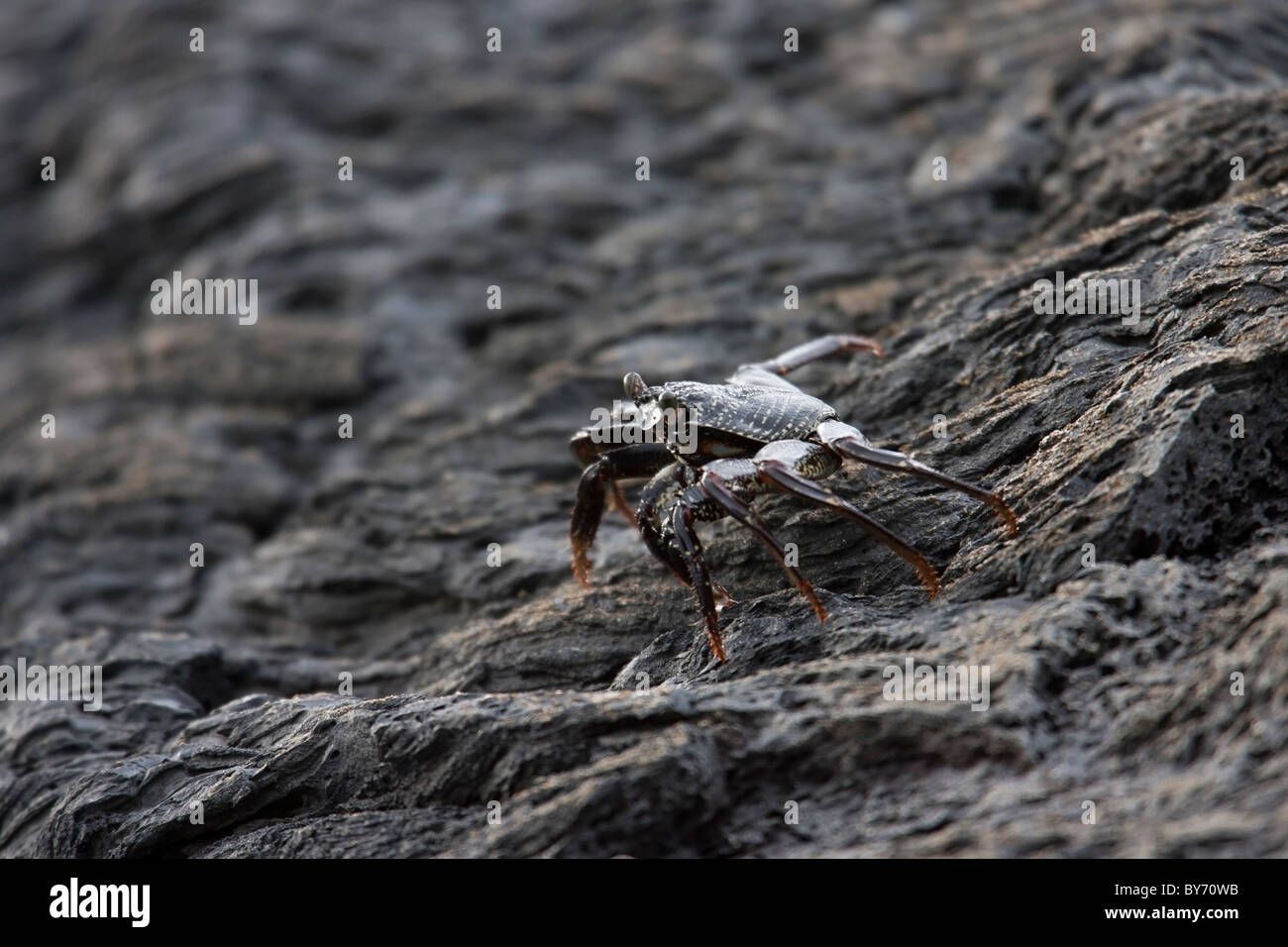 Aama hi-res stock photography and images - Alamy
