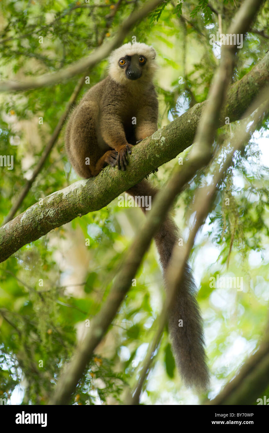 White-fronted brown lemur (Eulemur fulvus albifrons) in the rainforest of Marojejy National Park in northeast Madagascar. Stock Photo