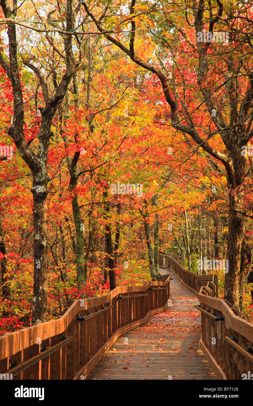 Bald Rock Trail Boardwalk, Cheaha State Park, Delta, Alabama, USA Stock