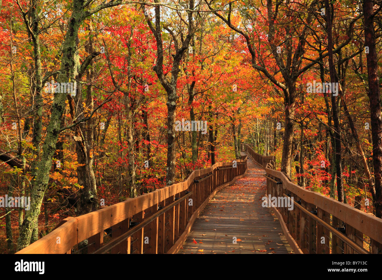 Bald Rock Trail Boardwalk, Cheaha State Park, Delta, Alabama, USA Stock