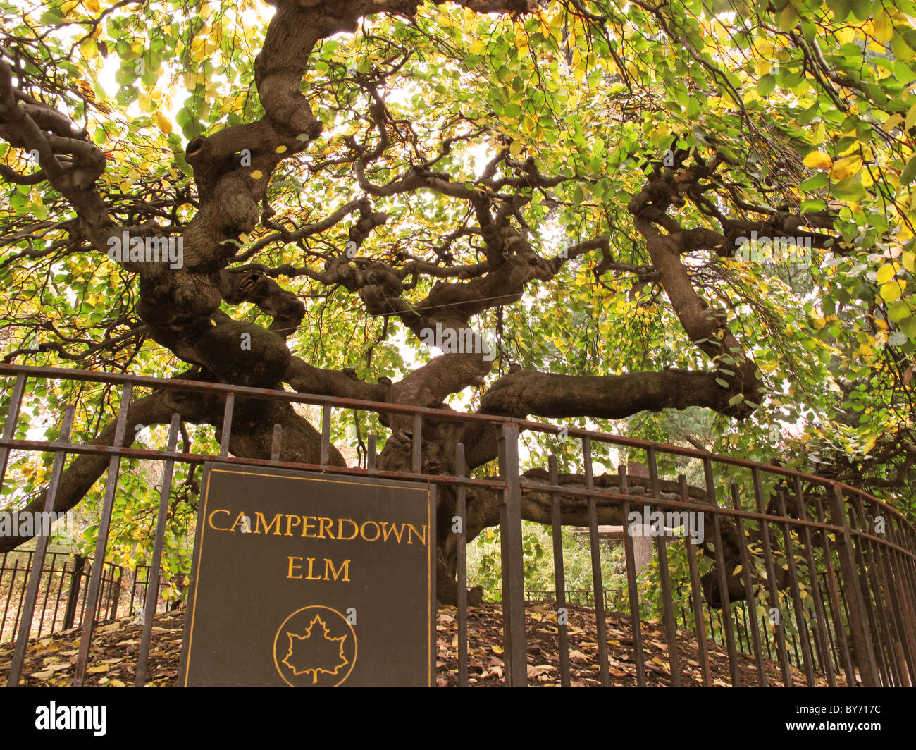 Camperdown Elm Tree Stock Photo - Alamy