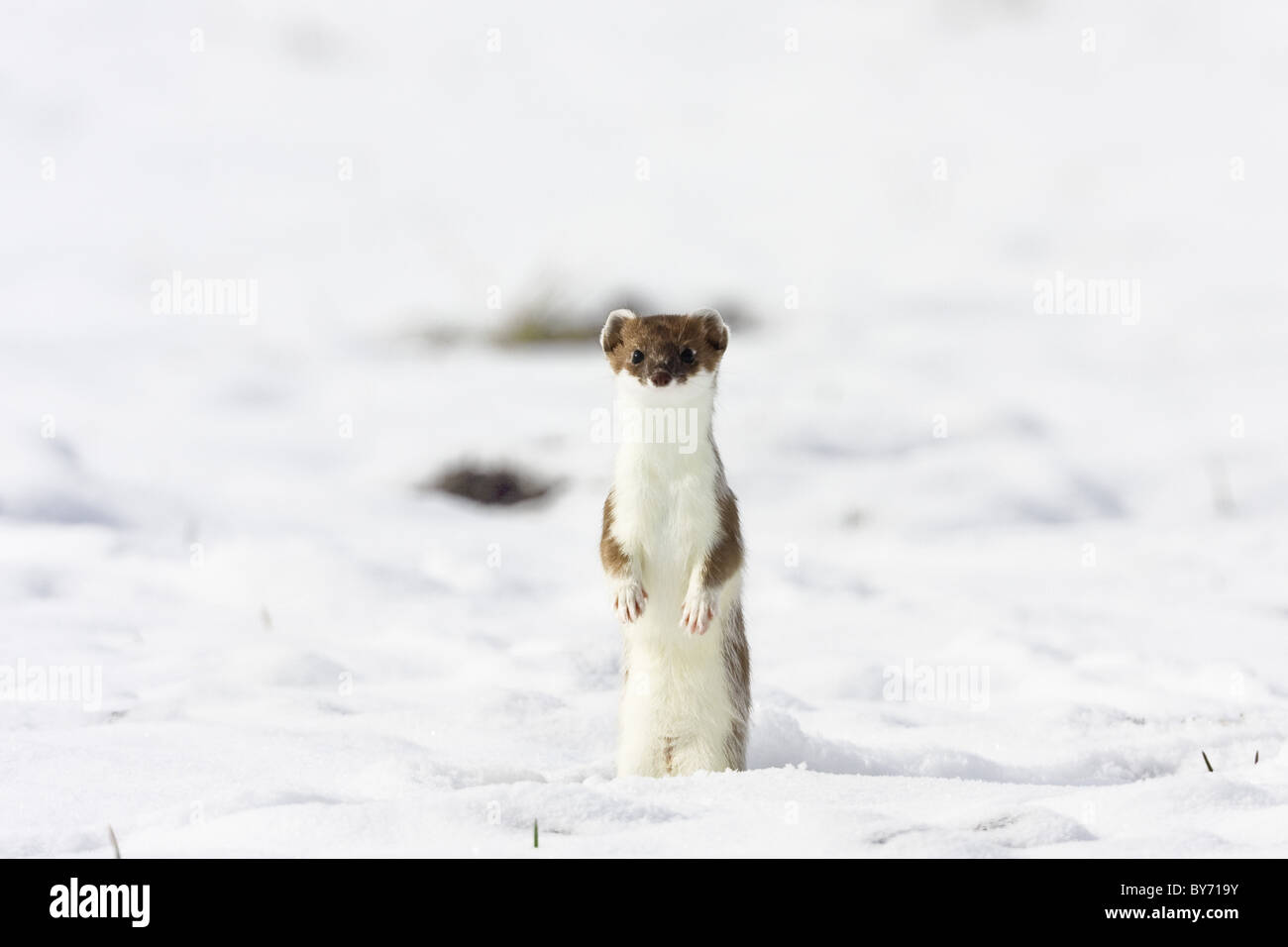 Fur ermine hi-res stock photography and images - Alamy Fur ermine hi-res stock photography and images - Alamy