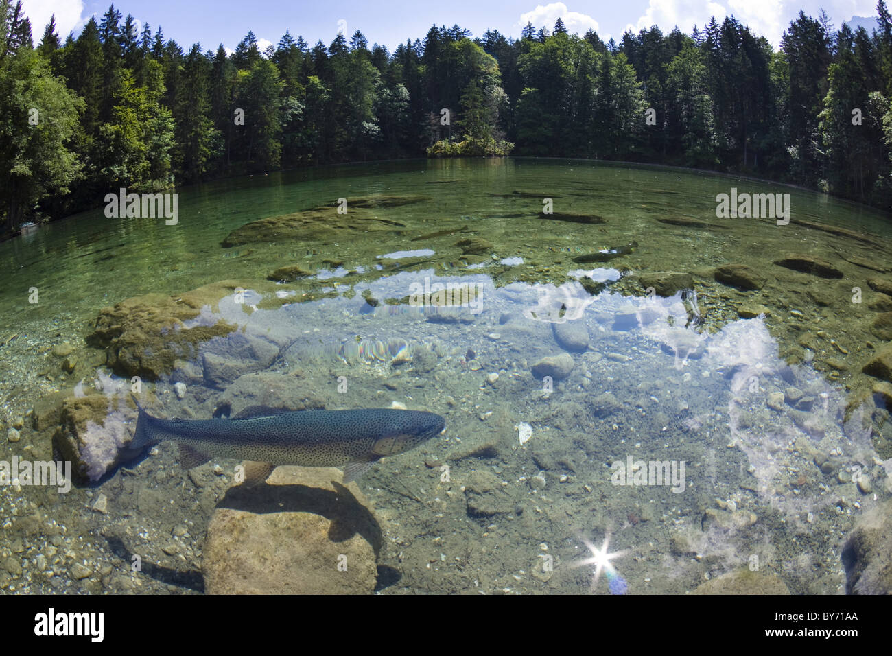 Trout in lake Badersee, Grainau near Garmisch-Partenkirchen, Bavaria,  Germany Stock Photo - Alamy