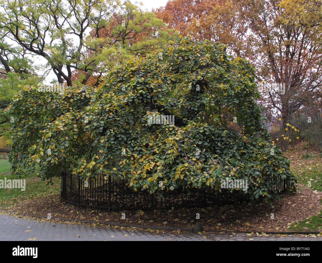 Camperdown Elm Tree Stock Photo Alamy