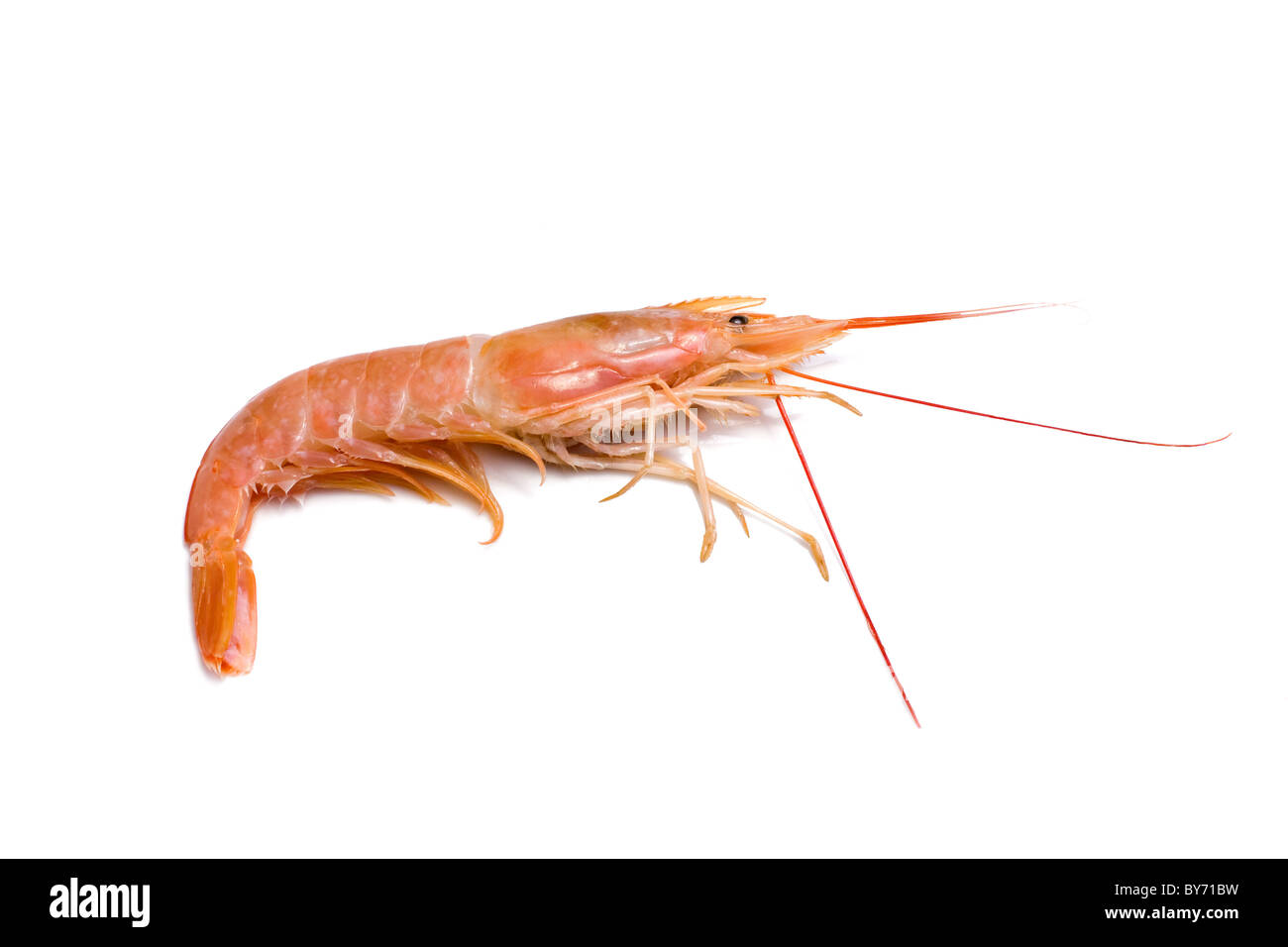 Food Ingredients - Seafood - Prawn. Stock Photo